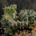 Euphorbia lactea variegata crestata var white ghost