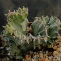 Euphorbia lactea variegata crestata var white ghost