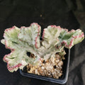Euphorbia lactea variegata cristata var. White Ghost