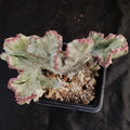 Euphorbia lactea variegata crestata var white ghost