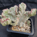 Euphorbia lactea variegata crestata var white ghost