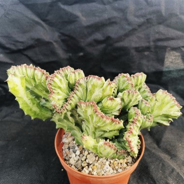 Euphorbia lactea variegata crestata
