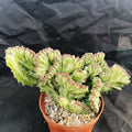Euphorbia lactea variegata crestata
