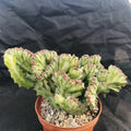 Euphorbia lactea variegata crestata