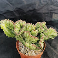 Euphorbia lactea variegata crestata