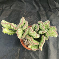 Euphorbia lactea variegata crestata