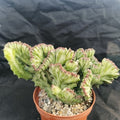 Euphorbia lactea variegata crestata