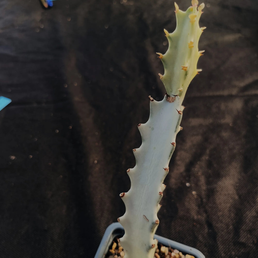 Euphorbia lactea variegata cv white ghost