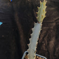 Euphorbia lactea variegata cv white ghost