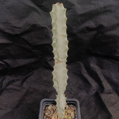 Euphorbia lactea variegata cv white ghost