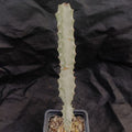 Euphorbia lactea variegata cv white ghost