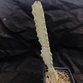 Euphorbia lactea variegata cv white ghost