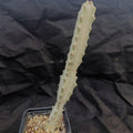 Euphorbia lactea variegata cv white ghost