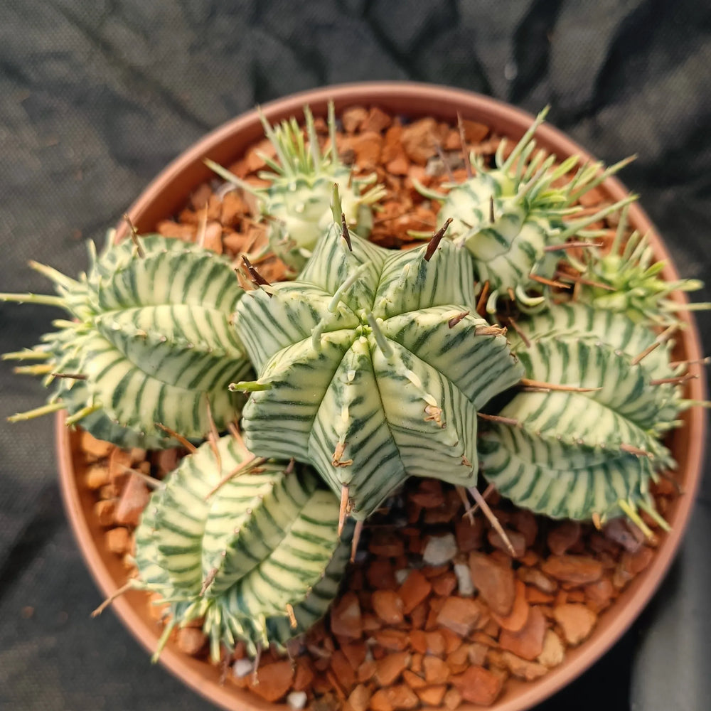 Euphorbia melaniformis VARIEGATA