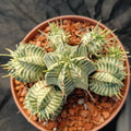 Euphorbia melaniformis VARIEGATA