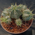Euphorbia melaniformis VARIEGATA
