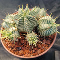 Euphorbia melaniformis VARIEGATA