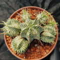 Euphorbia melaniformis VARIEGATA