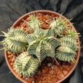 Euphorbia melaniformis VARIEGATA
