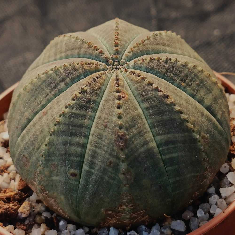 Euphorbia obesa