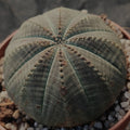 Euphorbia obesa