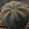 Euphorbia obesa