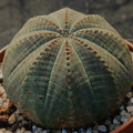 Euphorbia obesa