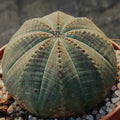 Euphorbia obesa