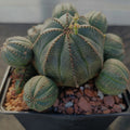 Euphorbia obesa CAESPITOSA