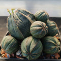 Euphorbia obesa CAESPITOSA