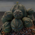 Euphorbia obesa CAESPITOSA