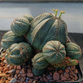 Euphorbia obesa CAESPITOSA