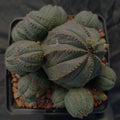Euphorbia obesa CAESPITOSA