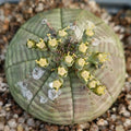 Euphorbia obesa
