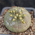 Euphorbia obesa