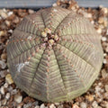 Euphorbia obesa