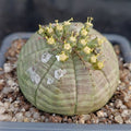Euphorbia obesa