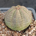 Euphorbia obesa
