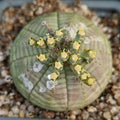 Euphorbia obesa