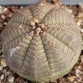 Euphorbia obesa