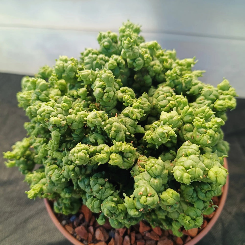 Euphorbia SP. MONSTRUOSO