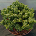 Euphorbia SP. MONSTRUOSO