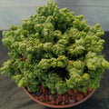 Euphorbia SP. MONSTRUOSO