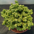 Euphorbia SP. MONSTRUOSO