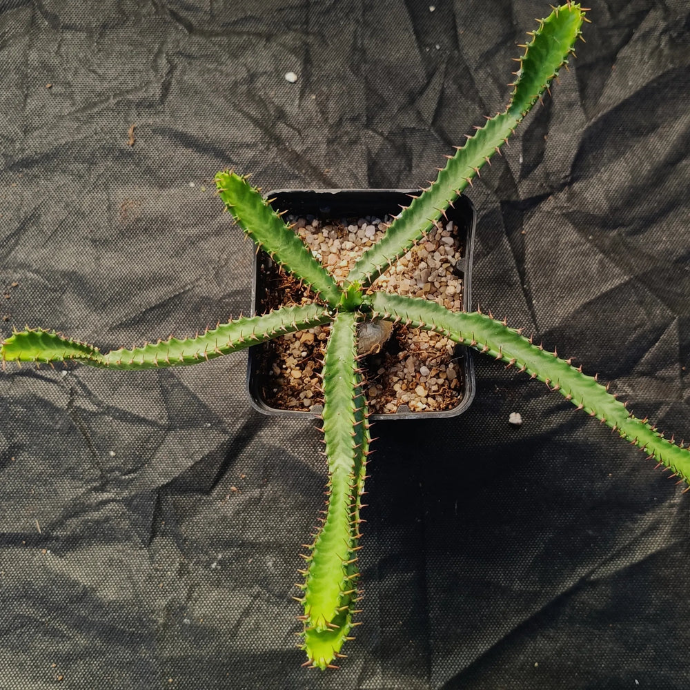 Euphorbia stellata