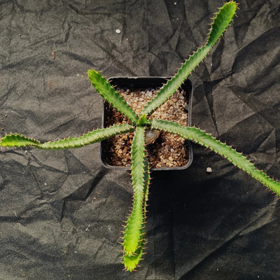 Euphorbia stellata