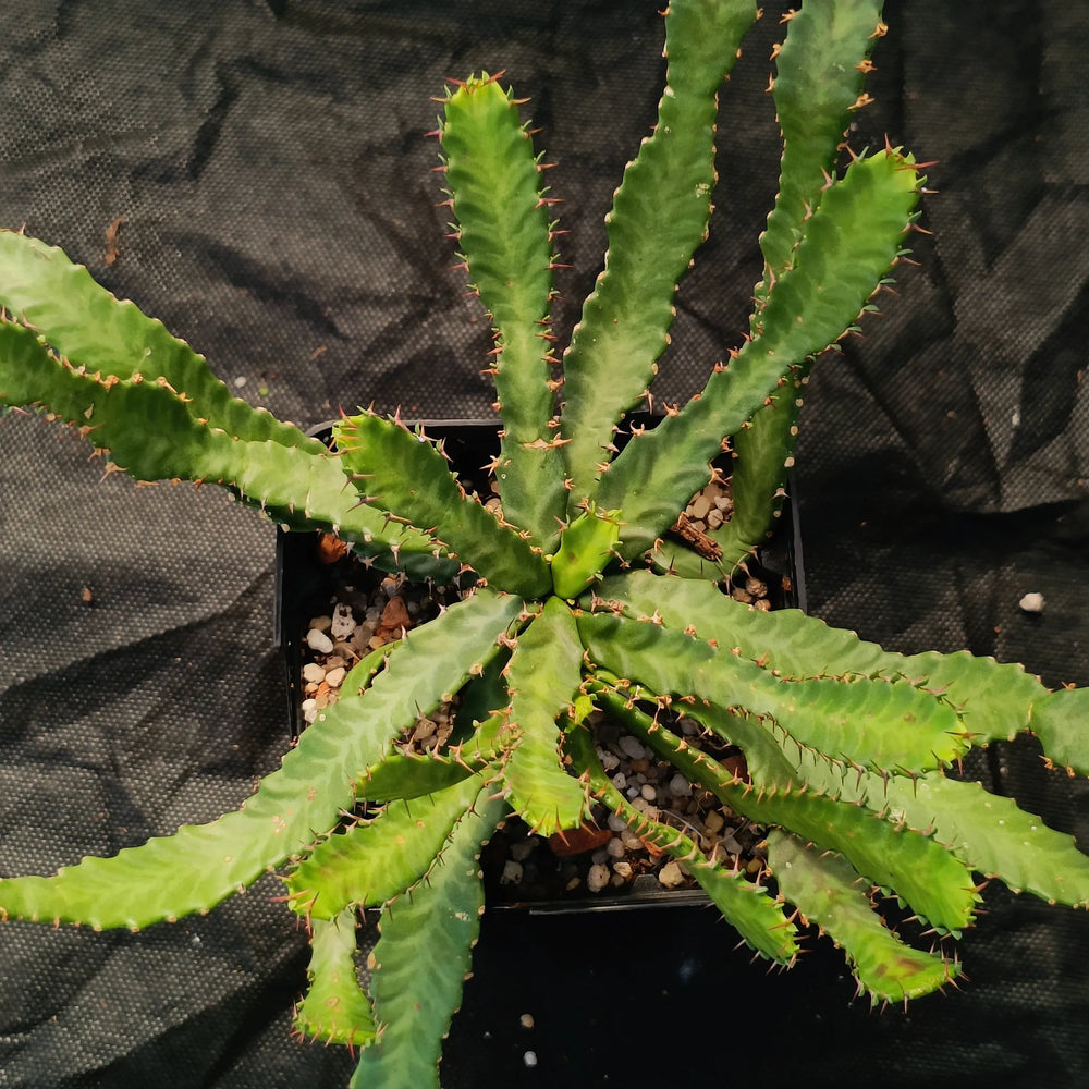 Euphorbia stellata