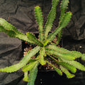 Euphorbia stellata
