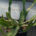 Euphorbia stellata