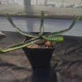Euphorbia stellata